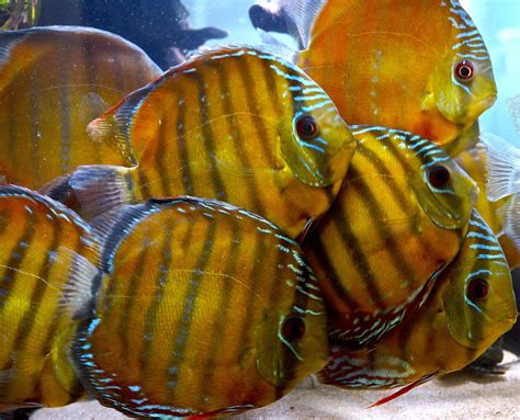 Discus Tropical Fish Wallpapers Hd Desktop And Mobile