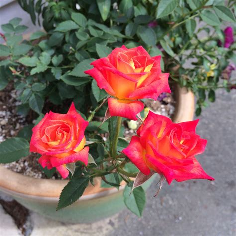Miniature Roses Rose Flowers Plants