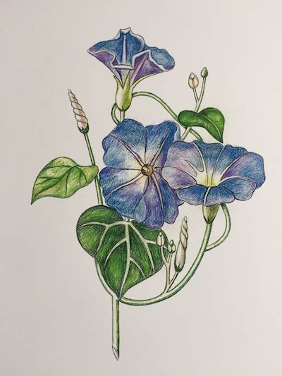 Here is another monster from the monster hunter game series. Drawing Morning Glories in Colored Pencils - Main Avenue ...