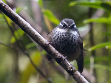 Streaked Fantail Photo Image 2 Of 2 By Ian Montgomery At Au