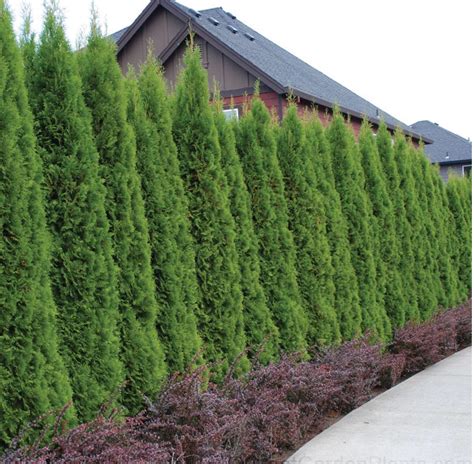 Emerald Green Arborvitae Hedge Privacy Plants Privacy Landscaping