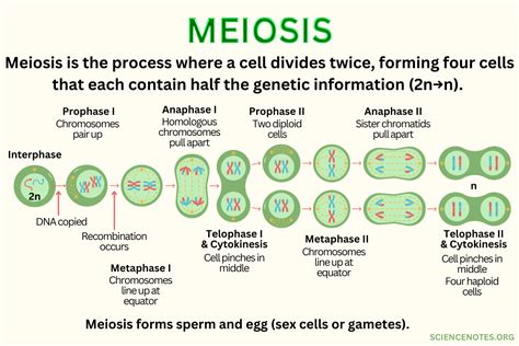 Meiosis Definition Diagram Steps And Function