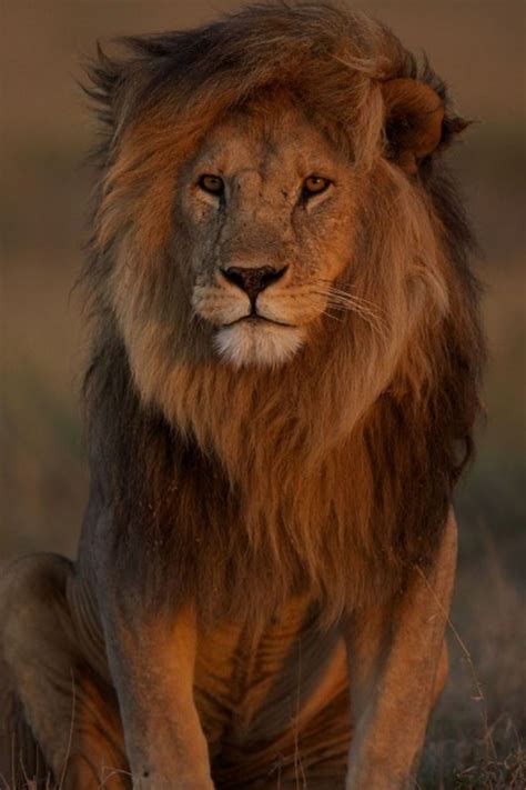 Los Leones Mas Hermosos Que Existen Son Realmente Hermoso Fotos