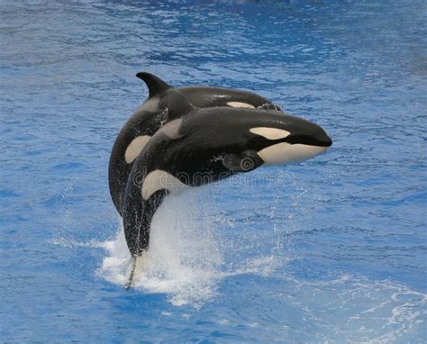 Two Killer Whales Jumping Out Water Stock Photos Free And Royalty Free