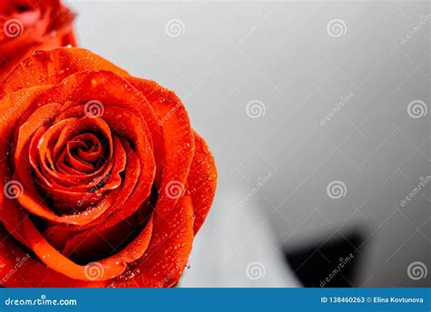 Beautiful Red Rose With Water Drops Macro Stock Image Image Of