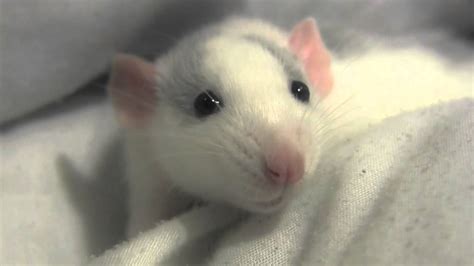 Cute Baby Pet Rat Ritva Youtube