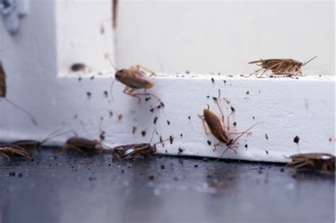 Follow These Steps To Avoid A Pest Infestation In Your Home Ecomax