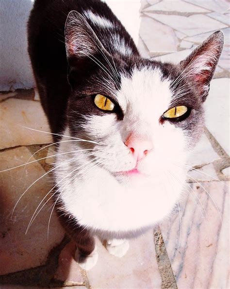 Lady Bicolor Cat Photograph By Dora Hathazi Mendes