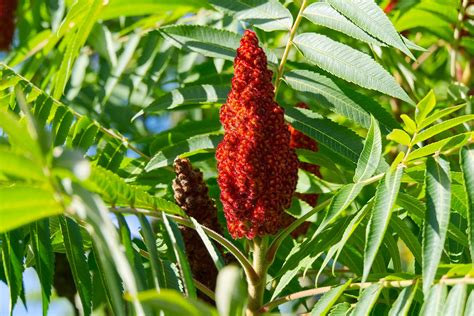 What Is Sumac And How To Use It Fine Dining Lovers