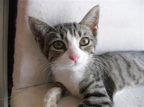 Merged Cat Pussy Cat Feline Miao Malai Kitten 20 Inch By 30 Inch
