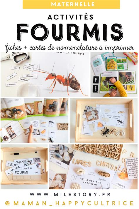 Livres et activités sur les fourmis maternelle – coschooling