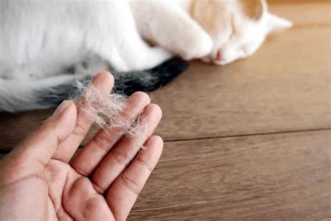 11 Major Signs That Your Cat Has Eczema Our Eczema Dedicated To