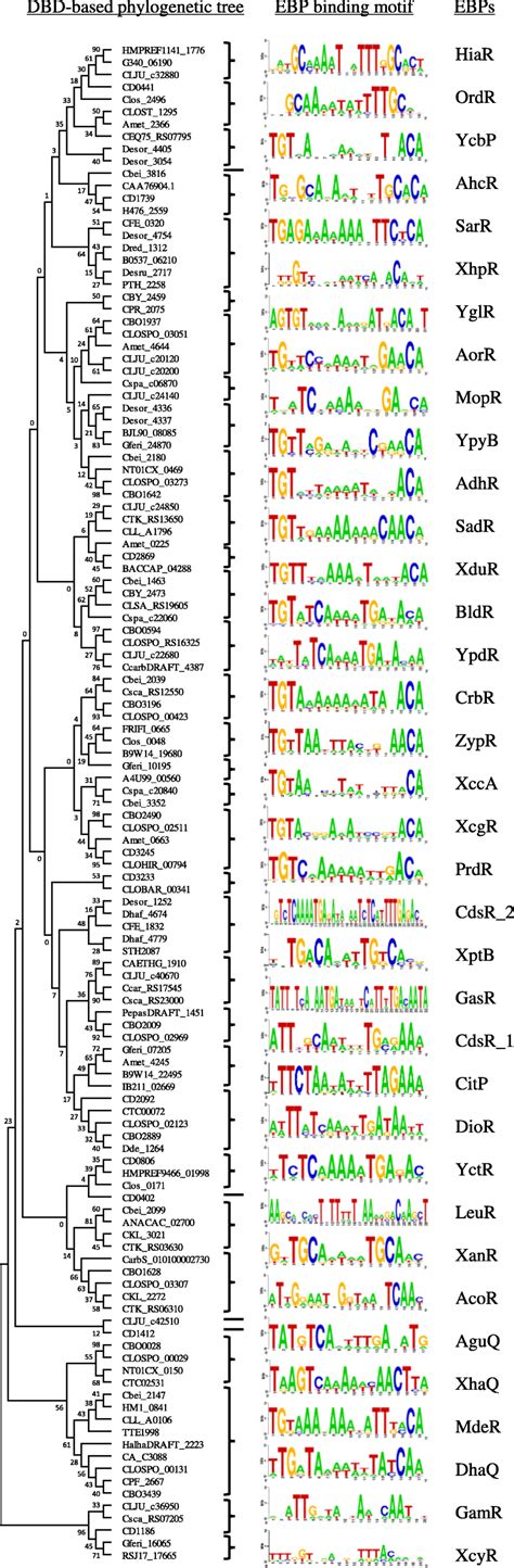 Phylogenetic Tree Of Dna Binding Domains Of Ebps And Identified Download Scientific Diagram