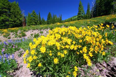 Yellowstone National Park Wildflowers Stock Photo Image Of Field