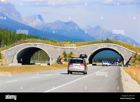 Wildlife Overpass Crossing The Trans Canada Highway Banff National