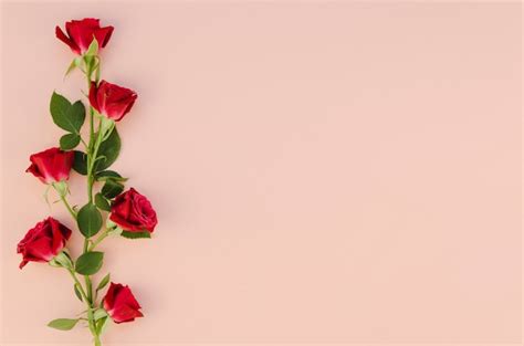 Red Rose Flowers In Flat Lay Free Photo