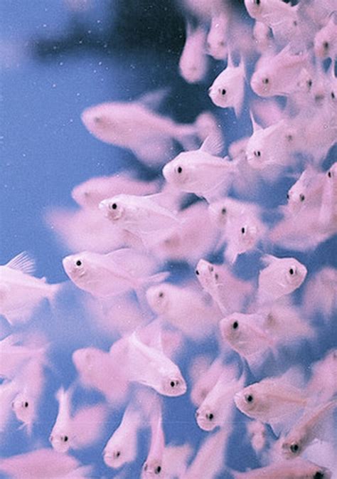 One Fish Two Fish Pink Fish Blue Fish Fish Background Colorful