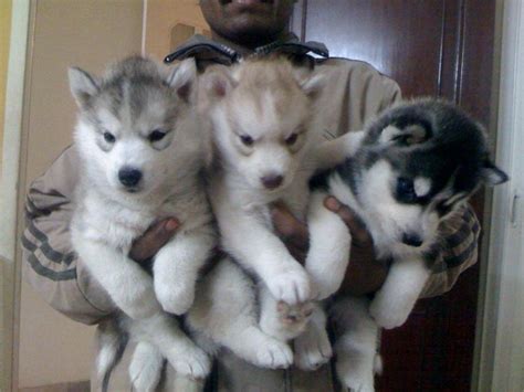 Husky,husky puppies,pets,dogs,akc husky puppies,husky puppy for sale,husky breeders. Siberian Husky Puppies for Sale(dr.jagpal 1)(2036) | Dogs ...