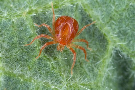 How To Get Rid Of Spider Mites On Houseplants For Good
