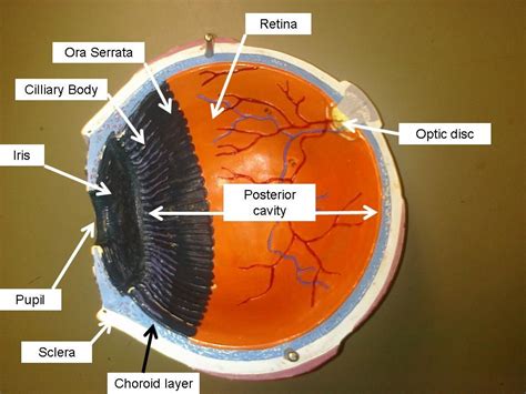 Eye Model Labeled Bing Images Biology Pinterest Eye Anatomy