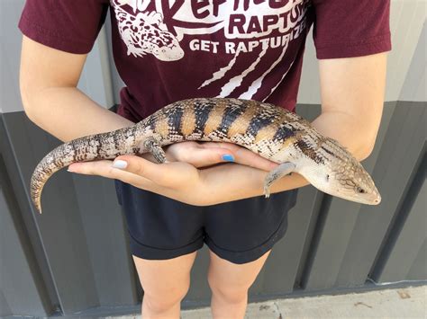 Z Out Of Stock Blue Tongue Skink Northern Cb Female 2