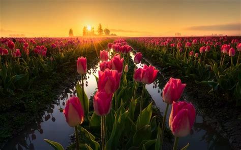 Download Wallpapers Pink Tulips Sunset Flower Field Field With