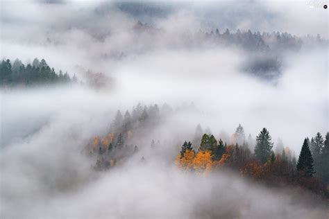 Autumn Trees Viewes Fog Beautiful Views Wallpapers 2000x1334