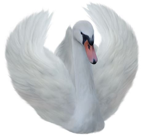 Swan Png Transparent Image Download Size 500x466px