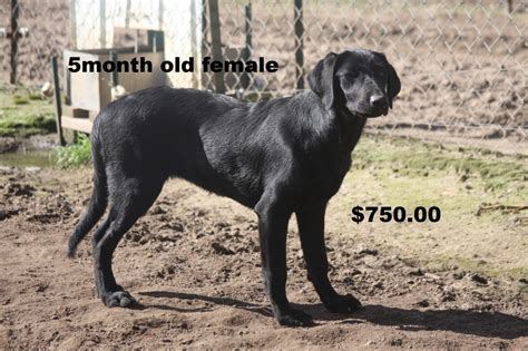 For sale lab puppies, all black 10 puppies available. Labrador Retriever Puppies For Sale | Zimmerman, MN #249360