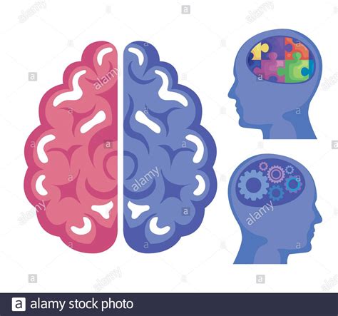Brains Humans Hi Res Stock Photography And Images Alamy