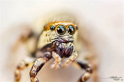 High Magnification Macro Photography On A Budget