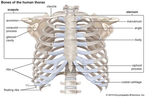Rib Cage Anatomy Labeled The Thorax Anatomy Anatomy Diagram Book The Sexiz Pix