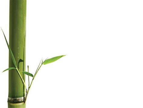 Bamboo Worktops Photos Bamboo Zen