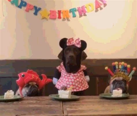 Happy Birthday Meme  Dog