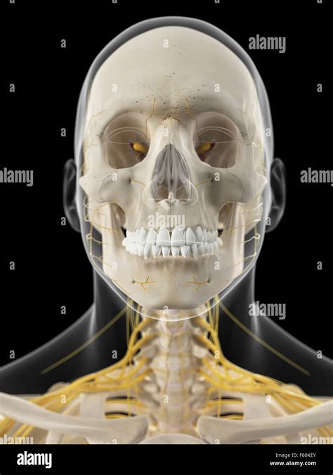 Medically Accurate Illustration Of The Cervical Nerves Stock Photo Alamy