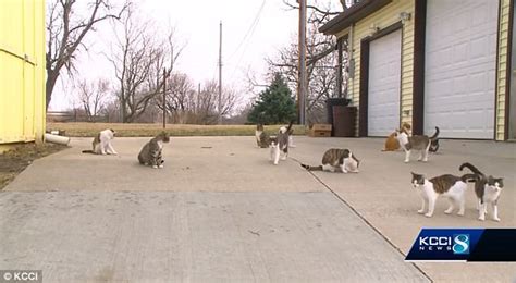 Iowa Police In Jefferson Are Fatally Shooting Feral Cats Daily Mail