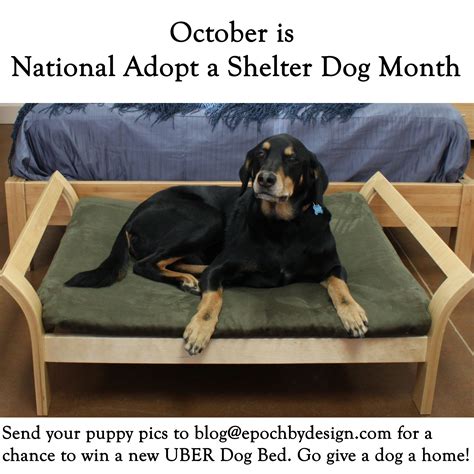 October Is Adopt A Shelter Dog Month Win A Dog Bed Epoch Design