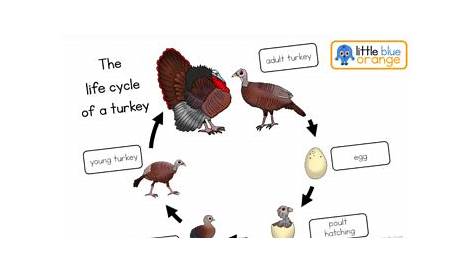 Turkey life cycle worksheet by Little Blue Orange | TpT