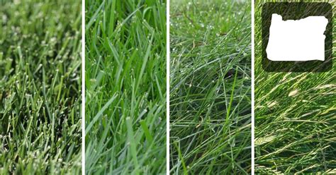 Best Grass Seed For Oregon Lawns Essential Home And Garden