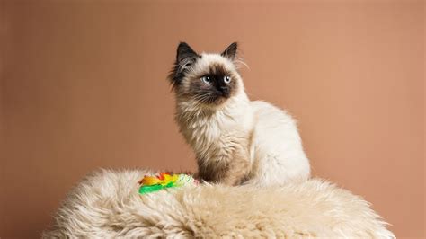 Ragamese Cat What To Expect From A Ragdoll Siamese Mix