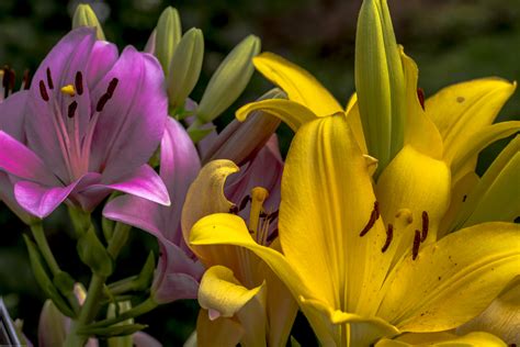 Denn anders als beispielsweise die dahlie oder die anemone kommt diese sommerblühende. Lilien (Garten-) Foto & Bild | pflanzen, pilze & flechten ...