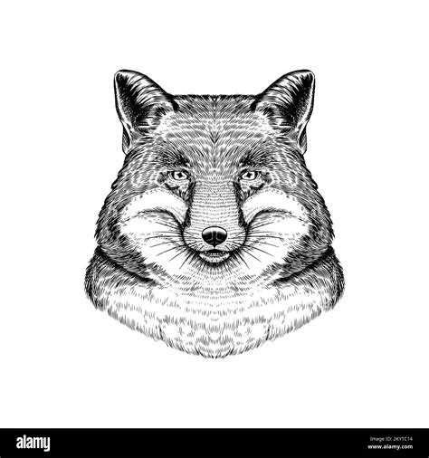 Red Fox. Forest animal or ginger beast. Vector Engraved hand drawn