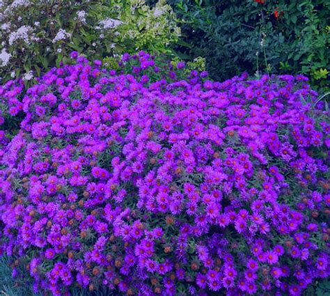 Asters Growing Tips For Autumns Favorite Perennial Powerful Perennials