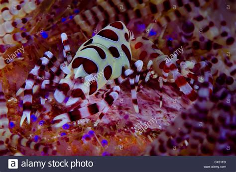 Coleman Shrimp In Komodo Indonesia Underwater Sea Life