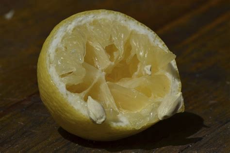 Lemon Seed Propagation How To Grow Lemon Trees From Seed