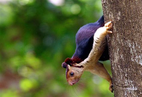 Meet The Multicoloured Giant Squirrels Of India That Grow Up To 3 Ft