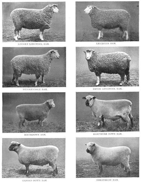 British Breeds Of Sheep Lincoln Longwool Ram Leicester Ram