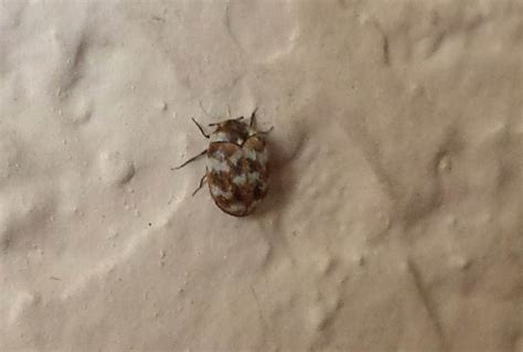Little Brown Bugs In My House