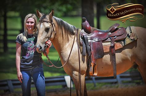 Slim (consider ordering a larger. 024-Prince-AQHA-Buttermilk-Buckskin-Quarter-Horse-Gelding-For-Sale | Horse of My Dreams