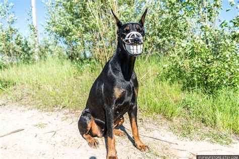 Funny Smiling Muzzle For Dog Doberman Pit Bull German Etsy